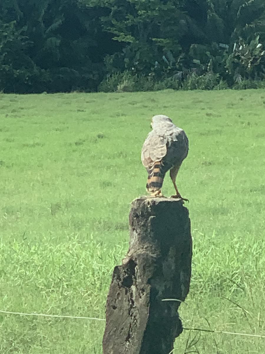 A hawk watching the road
